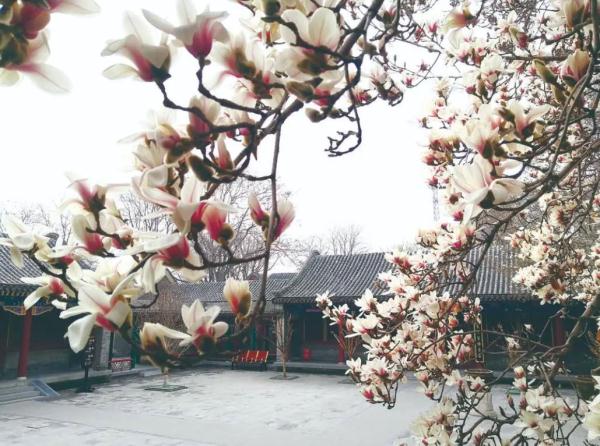 一年春景莫错过 石家庄周边赏花地图出炉