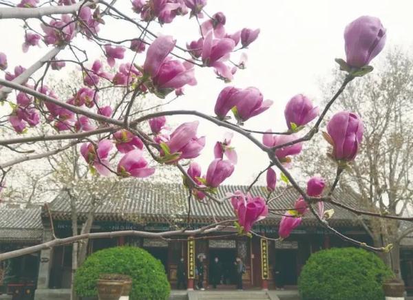 一年春景莫错过 石家庄周边赏花地图出炉