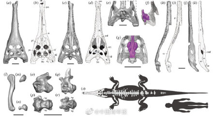 古生物学家发现史前鳄鱼新物种 为何借用大文豪韩愈的名字