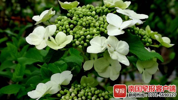 白色琼花盛开,桂林仅有7株!游客纷纷拍照 白色琼花盛开,桂林仅有7株!游客纷纷拍照