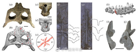 古生物学家发现史前鳄鱼新物种 为何借用大文豪韩愈的名字