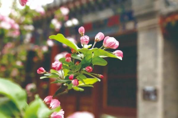 一年春景莫错过 石家庄周边赏花地图出炉