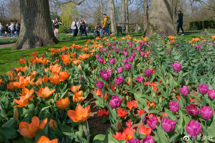 荷兰库肯霍夫公园面向公众全面开放 荷兰库肯霍夫公园面向公众全面开放