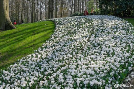荷兰库肯霍夫公园面向公众全面开放 荷兰库肯霍夫公园面向公众全面开放