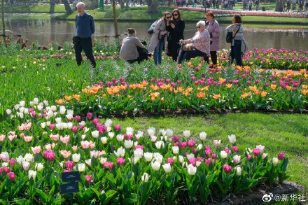 荷兰库肯霍夫公园面向公众全面开放 荷兰库肯霍夫公园面向公众全面开放