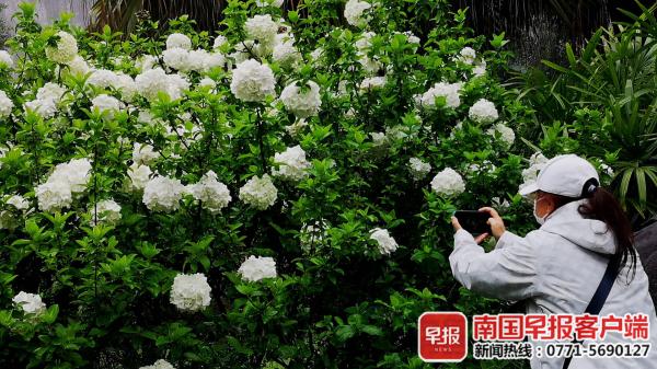 白色琼花盛开,桂林仅有7株!游客纷纷拍照 白色琼花盛开,桂林仅有7株!游客纷纷拍照
