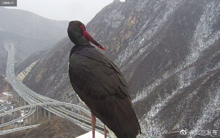 北京松山时隔30余年再现黑鹳 北京松山时隔30余年再现黑鹳