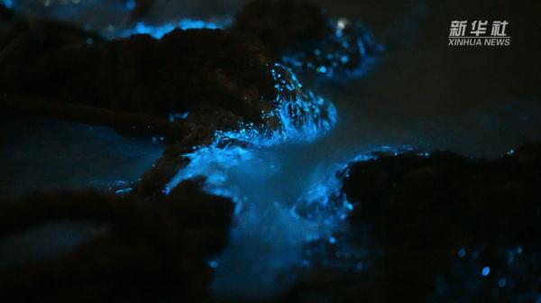 海洋里的极光!平潭今年首波“蓝眼泪”惊艳上线 海洋里的极光!平潭今年首波“蓝眼泪”惊艳上线
