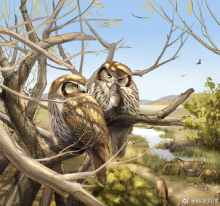 600万年前的猫头鹰不上夜班 它们白天活动