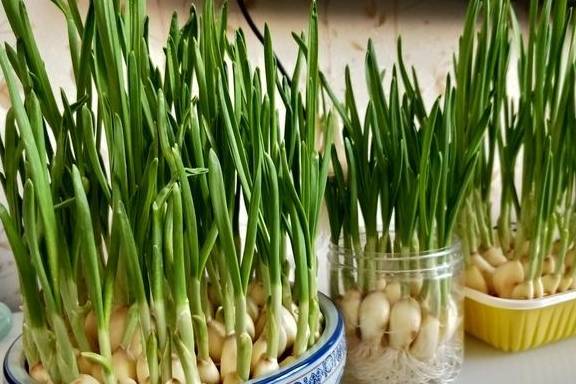 吃剩的蔬菜头别乱扔！丢在水里，一周生根长成小盆栽，好养不花钱