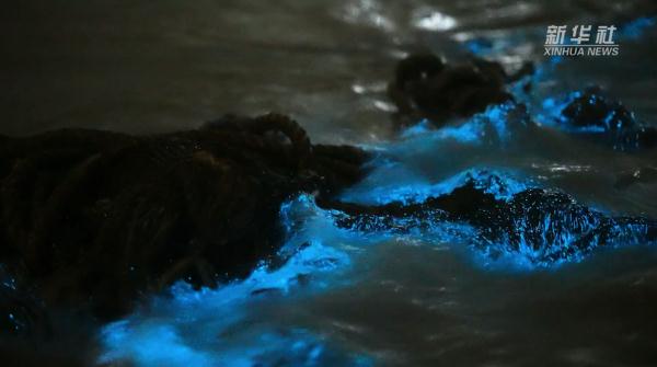海洋里的极光!平潭今年首波“蓝眼泪”惊艳上线 海洋里的极光!平潭今年首波“蓝眼泪”惊艳上线