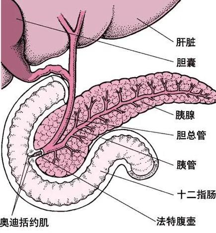 血脂高，要小心急性胰腺炎？胃疼和急性胰腺炎咋区分？