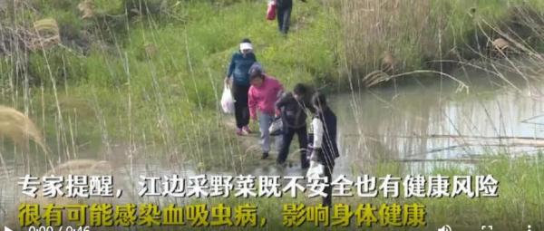 河边挖野菜？小心中毒！