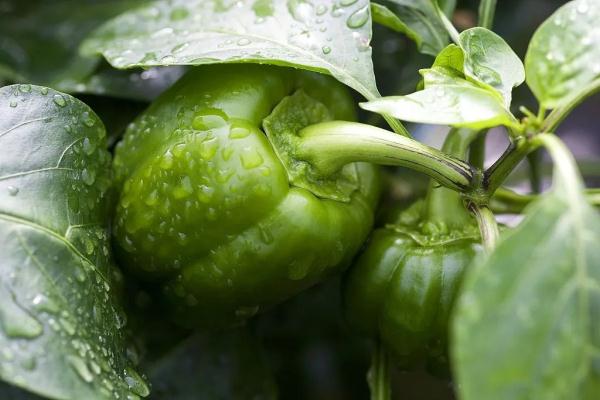 青椒，可别当它只是一种配料！这么吃，好处多多