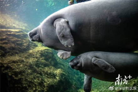“美人鱼”来啦!珠海成功繁育珍稀物种西非海牛 “美人鱼”来啦!珠海成功繁育珍稀物种西非海牛