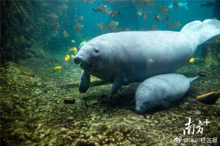 “美人鱼”来啦!珠海成功繁育珍稀物种西非海牛 “美人鱼”来啦!珠海成功繁育珍稀物种西非海牛
