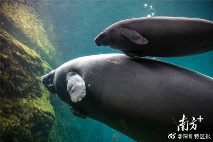 “美人鱼”来啦!珠海成功繁育珍稀物种西非海牛 “美人鱼”来啦!珠海成功繁育珍稀物种西非海牛