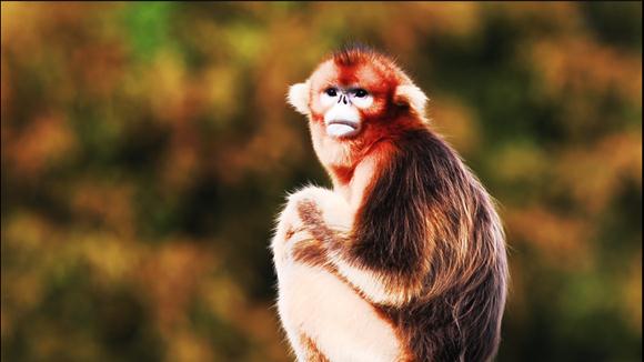 特稿 | 寻找消失的庙堂乡