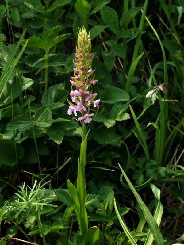 外出踏青要注意,这些常见植物别乱碰!小心中毒! 外出踏青要注意,这些常见植物别乱碰!小心中毒!