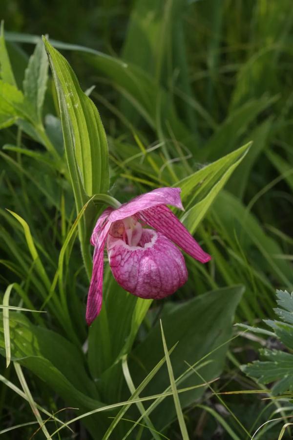 外出踏青要注意,这些常见植物别乱碰!小心中毒! 外出踏青要注意,这些常见植物别乱碰!小心中毒!