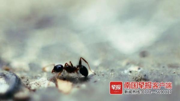 女子被蚂蚁咬后1小时才就医，医生：这样很危险