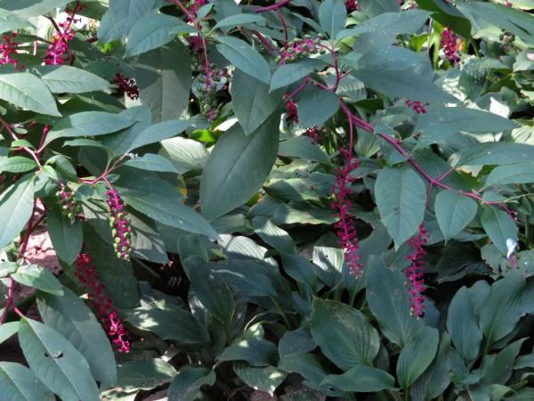 外出踏青要注意,这些常见植物别乱碰!小心中毒! 外出踏青要注意,这些常见植物别乱碰!小心中毒!