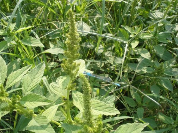 外出踏青要注意,这些常见植物别乱碰!小心中毒! 外出踏青要注意,这些常见植物别乱碰!小心中毒!