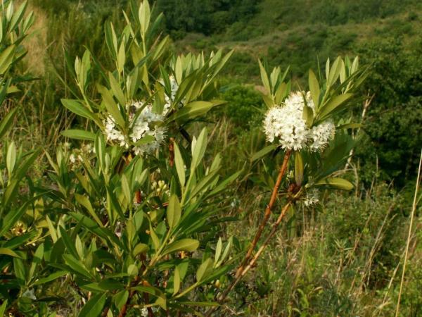 外出踏青要注意,这些常见植物别乱碰!小心中毒! 外出踏青要注意,这些常见植物别乱碰!小心中毒!