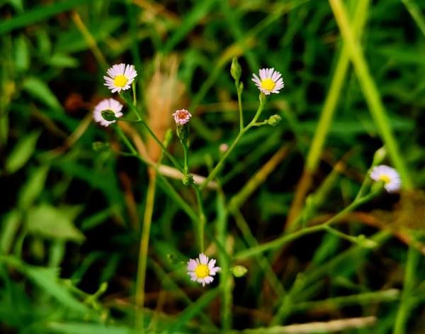外出踏青要注意,这些常见植物别乱碰!小心中毒! 外出踏青要注意,这些常见植物别乱碰!小心中毒!
