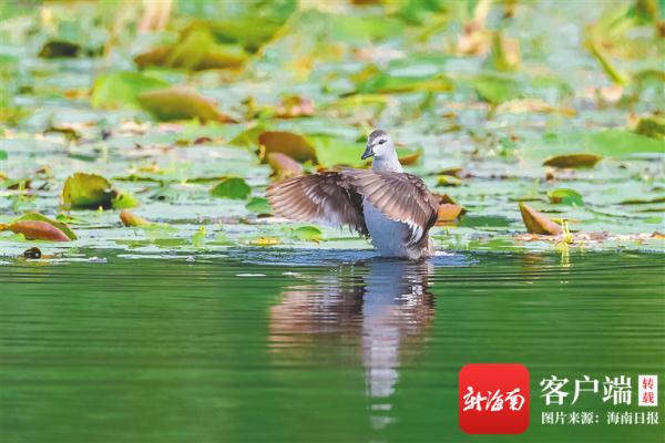 野生鸟类453种！海南岛鸟类名录更新