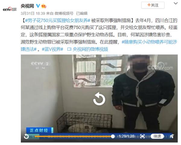男子花750元买狐狸给女友养 被采取刑事强制措施