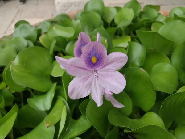 外出踏青要注意,这些常见植物别乱碰!小心中毒! 外出踏青要注意,这些常见植物别乱碰!小心中毒!