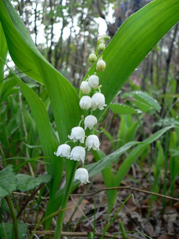 外出踏青要注意,这些常见植物别乱碰!小心中毒! 外出踏青要注意,这些常见植物别乱碰!小心中毒!