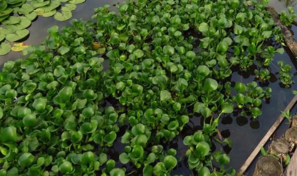 外出踏青要注意,这些常见植物别乱碰!小心中毒! 外出踏青要注意,这些常见植物别乱碰!小心中毒!