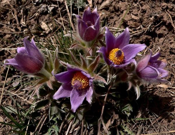 外出踏青要注意,这些常见植物别乱碰!小心中毒! 外出踏青要注意,这些常见植物别乱碰!小心中毒!