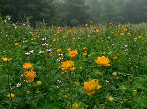 外出踏青要注意,这些常见植物别乱碰!小心中毒! 外出踏青要注意,这些常见植物别乱碰!小心中毒!