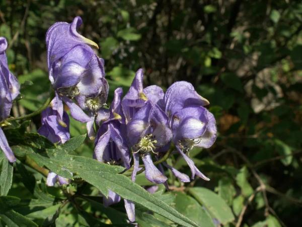 外出踏青要注意,这些常见植物别乱碰!小心中毒! 外出踏青要注意,这些常见植物别乱碰!小心中毒!