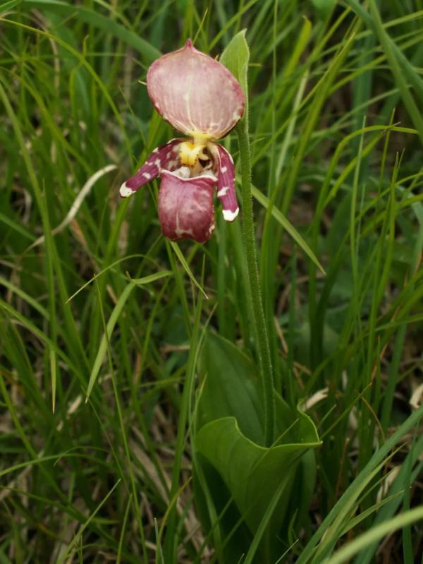 外出踏青要注意,这些常见植物别乱碰!小心中毒! 外出踏青要注意,这些常见植物别乱碰!小心中毒!