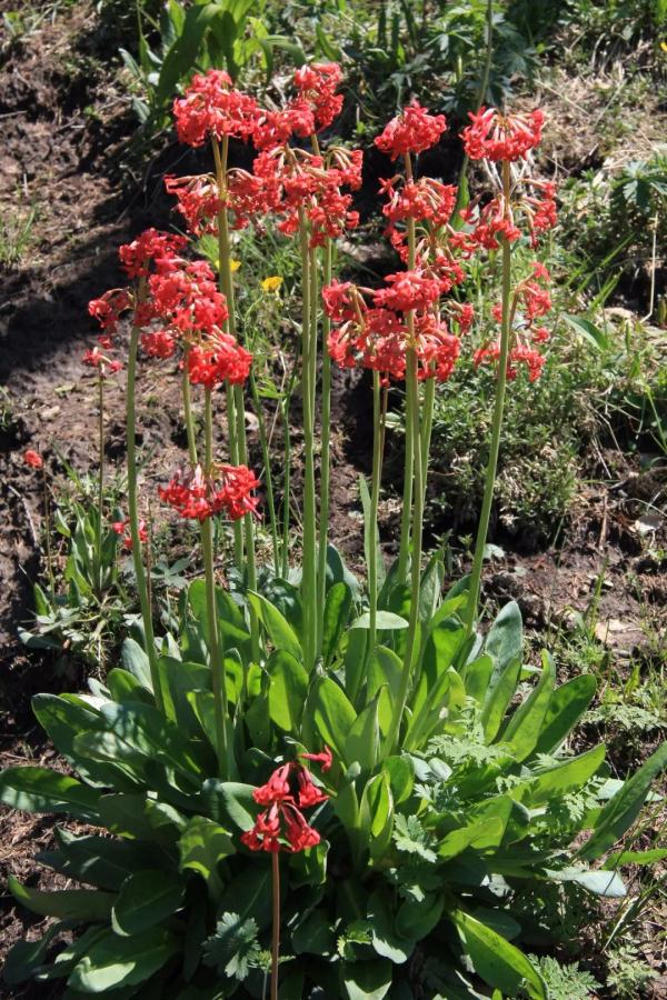 外出踏青要注意,这些常见植物别乱碰!小心中毒! 外出踏青要注意,这些常见植物别乱碰!小心中毒!