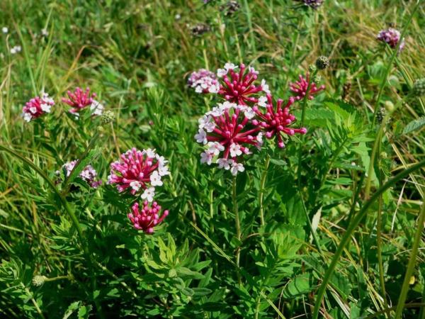外出踏青要注意,这些常见植物别乱碰!小心中毒! 外出踏青要注意,这些常见植物别乱碰!小心中毒!