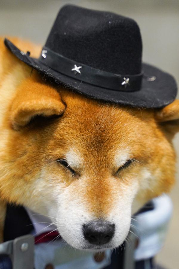 东京国际宠物展来看萌宠大片