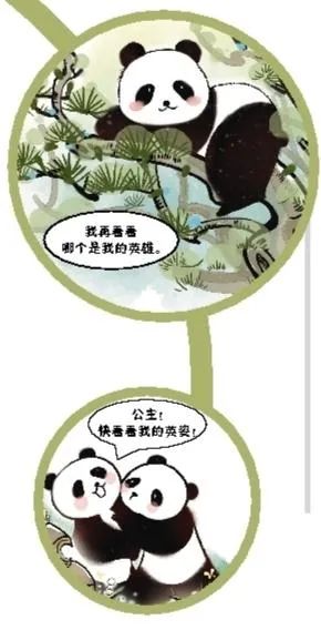 生态家园 秦岭大熊猫的爱情