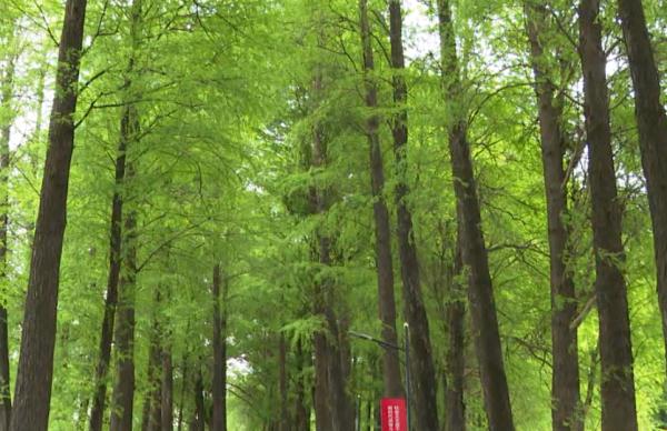 前方“高萌”！野生松鼠群出没广州一公园，街坊们乐了