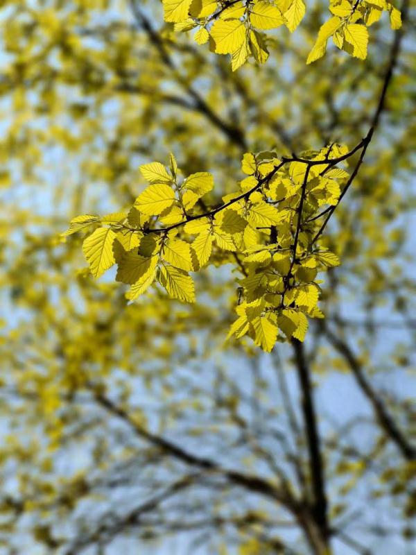 本周郑州天气：听风不见雨