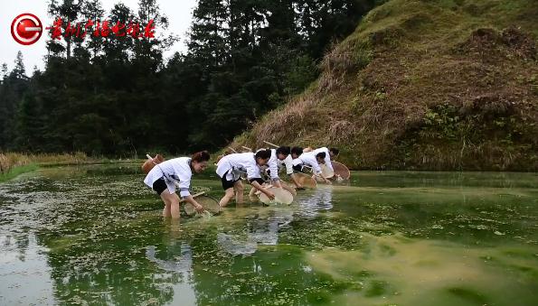 青苔也能做菜吃？！这种奇特的美食，就在贵州这里……