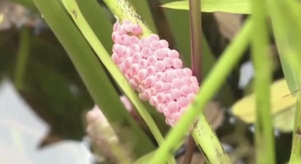 千万别碰！近期高发！这种“粉花”卵的福寿螺，寄生虫可多达6000条！