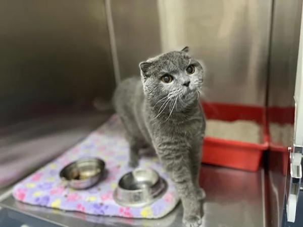 住在宠物医院18天，她和17只动物在一起