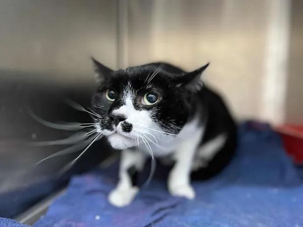 住在宠物医院18天，她和17只动物在一起