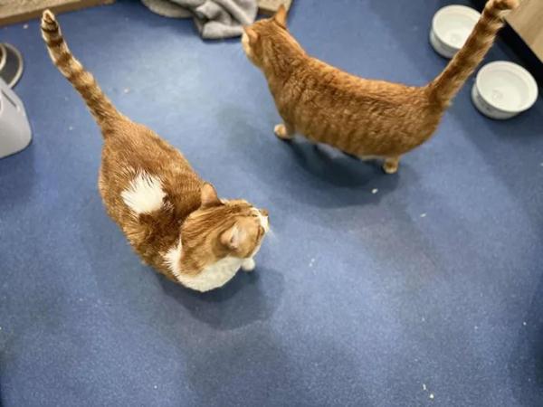 住在宠物医院18天，她和17只动物在一起