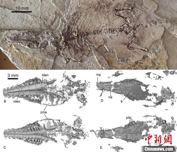 热河生物群这件1.2亿年前化石 为兽类起源提供了新证据